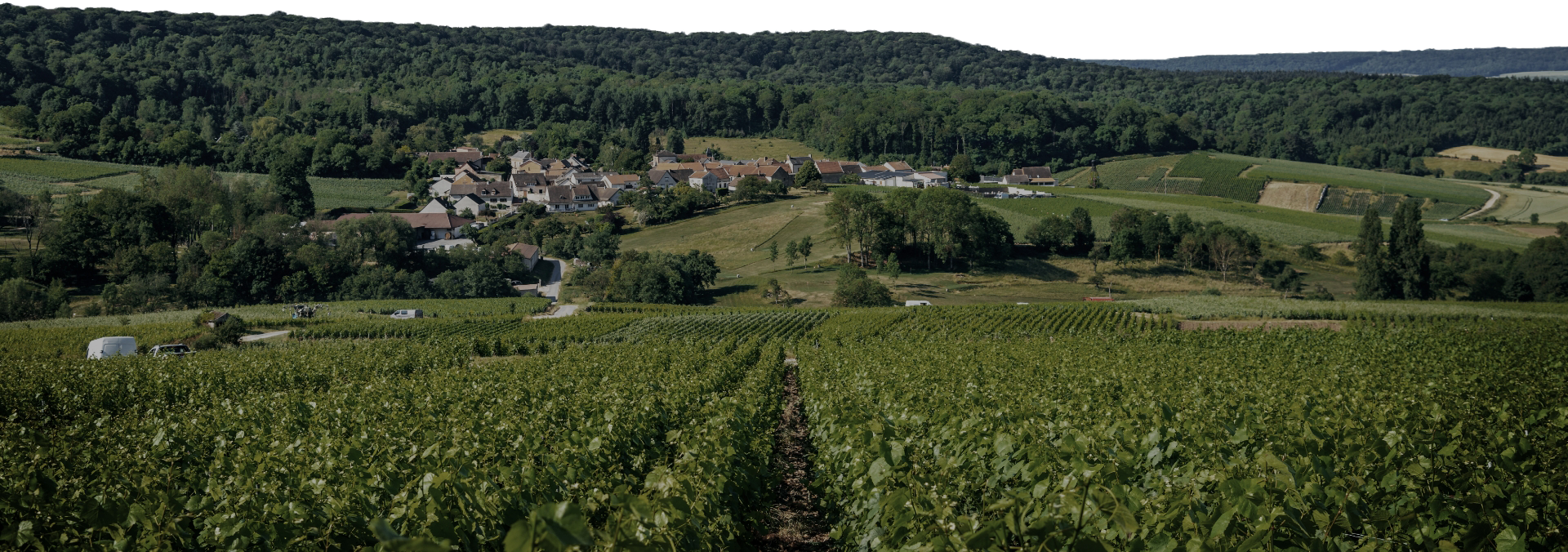 Vignoble Champagne Tribaut-Schloesser