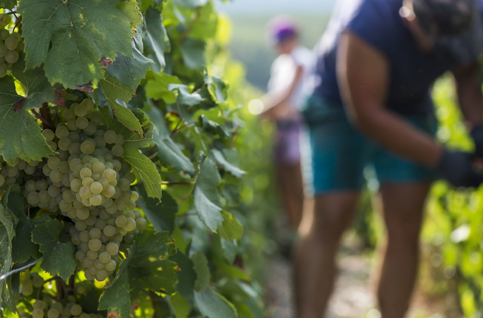 Vendanges Champagne Tribaut-Schloesser