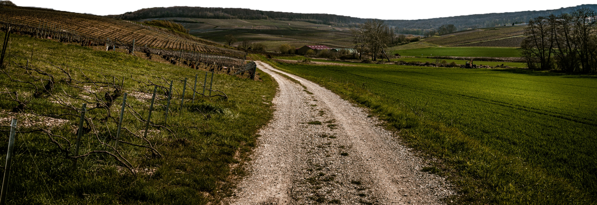 Vignoble Champagne Tribaut-Schloesser